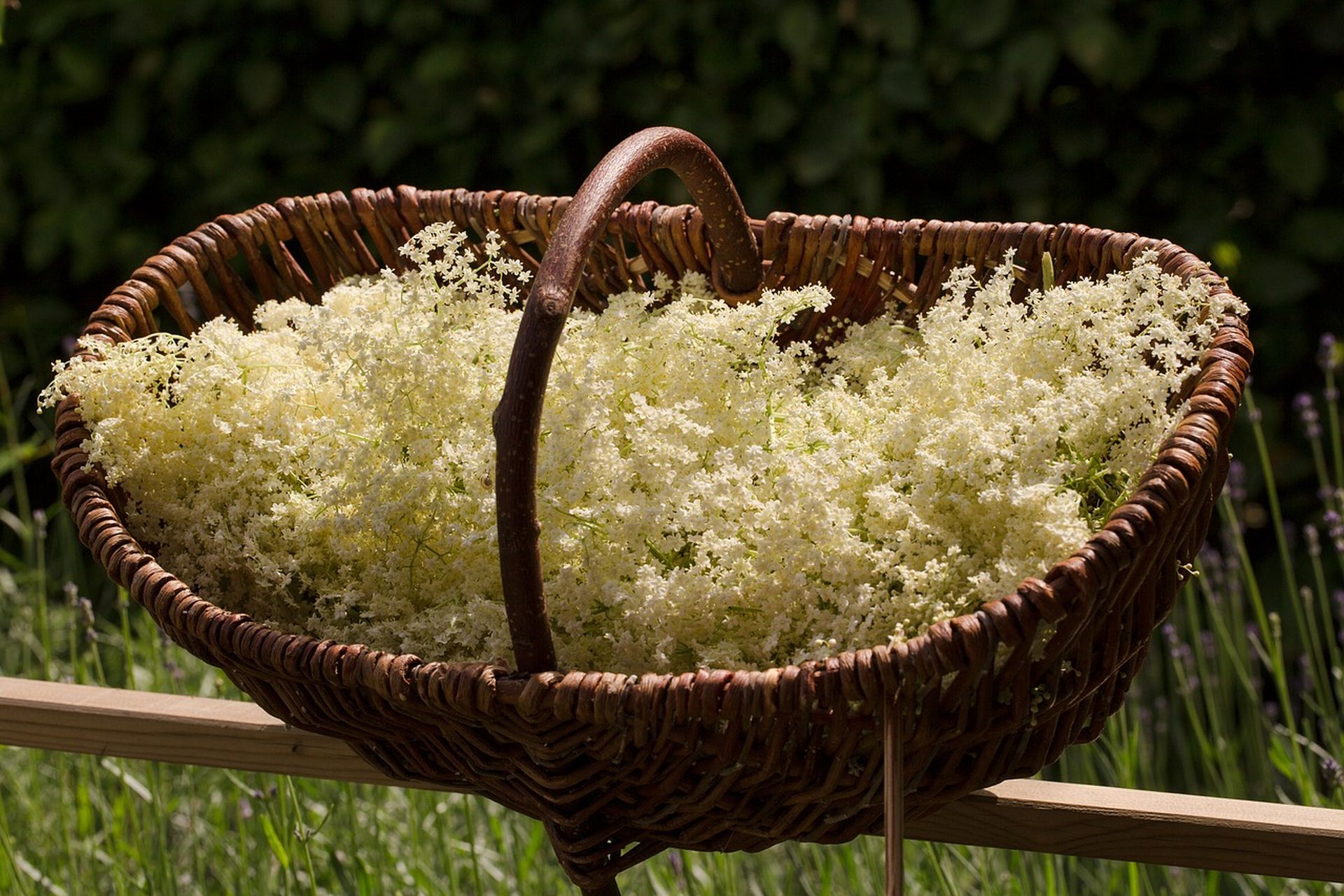 panier de fleurs de sureau