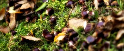 Castagne Frutta e Verdura Lucca Enogastronomia