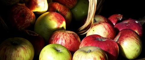 Mela Casciana Frutta Verdura Lucca Enogastronomia