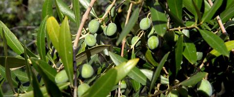 Olive Quercetane Lucca Enogastronomia