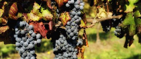 Uva Vite Vino DOC Colline Lucchesi Enogastronomia