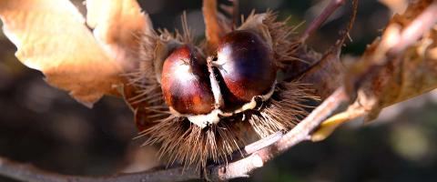 Castagne Montagna Lucchese Lucca