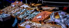 Pesca Pesce Azzurro Viareggio Lucca