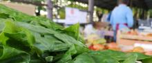 farmers market at foro boario in Lucca