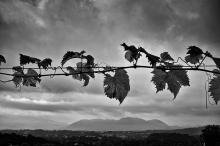 aa calafata, vigne - foto di  Nico Cerri