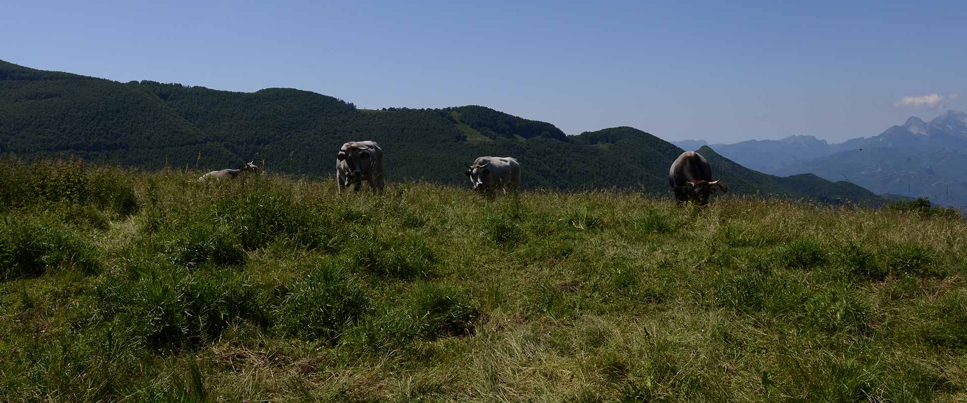 Montagna Alpi Appennino Lucca