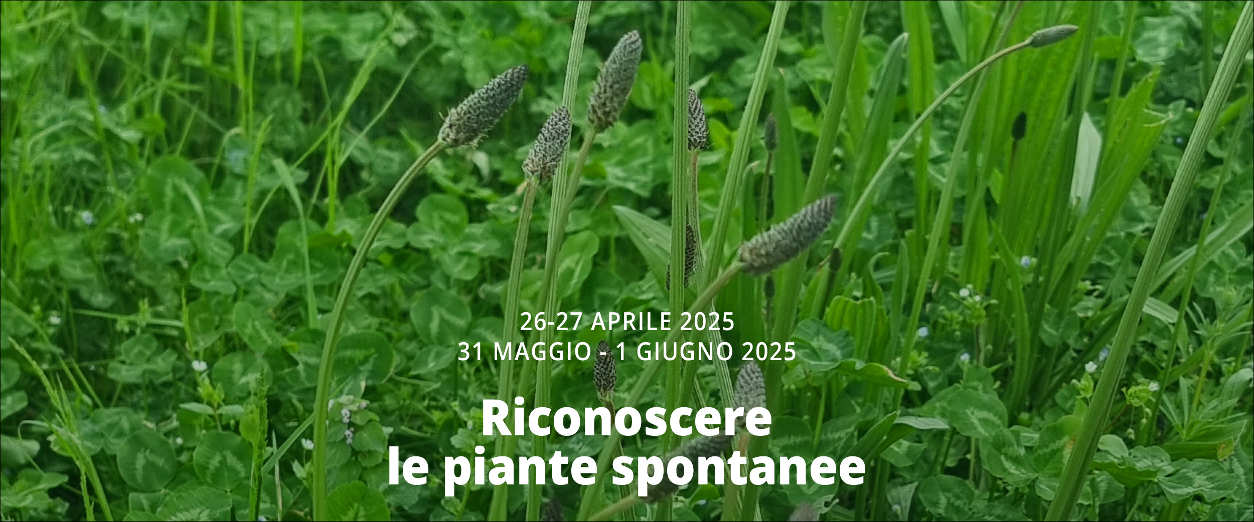 erbe spontanee commestibili in lucchesia