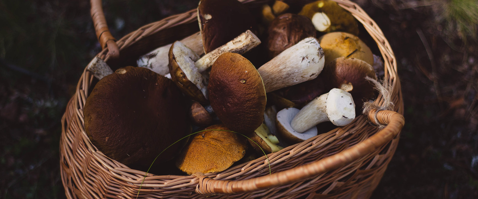 mashrooms harvesting in lucca