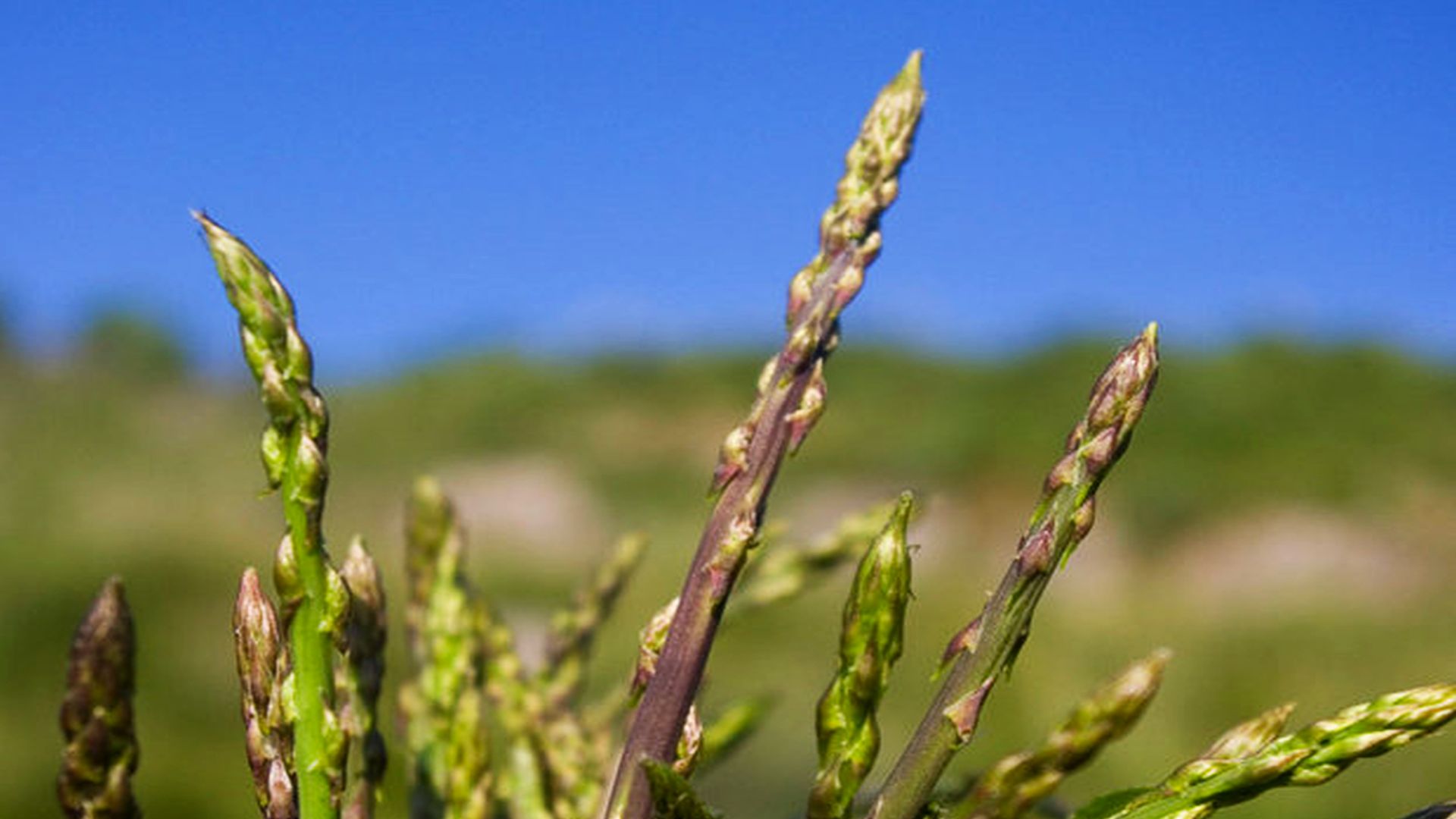 asparagi del monte pisano