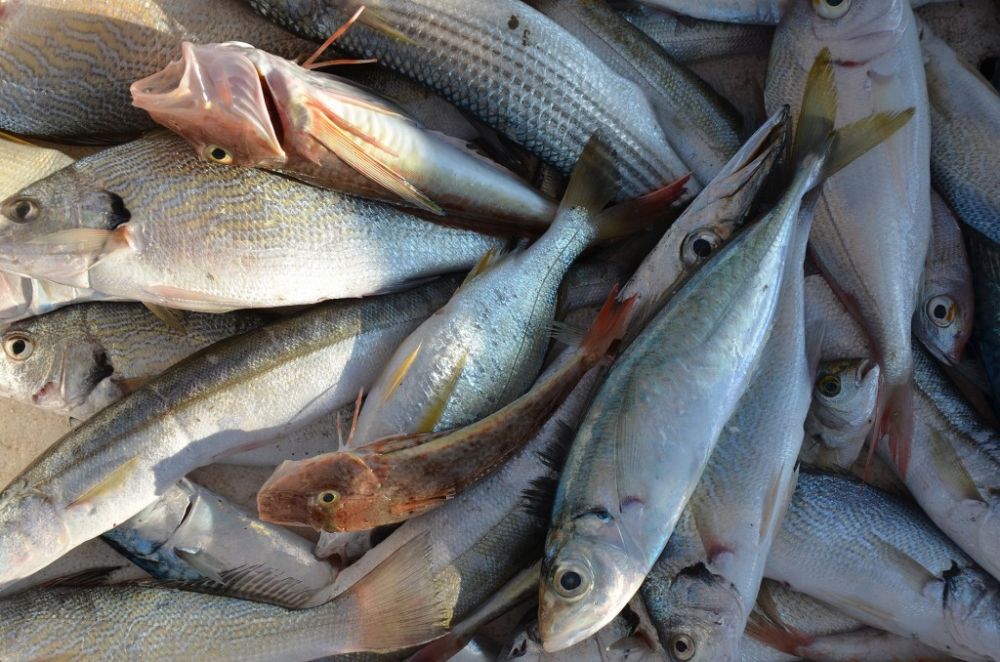 pesce povero della versilia