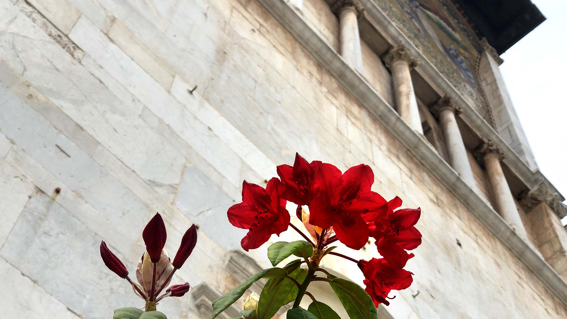 la chiesa di san Frediano nei giorni di santa Zita