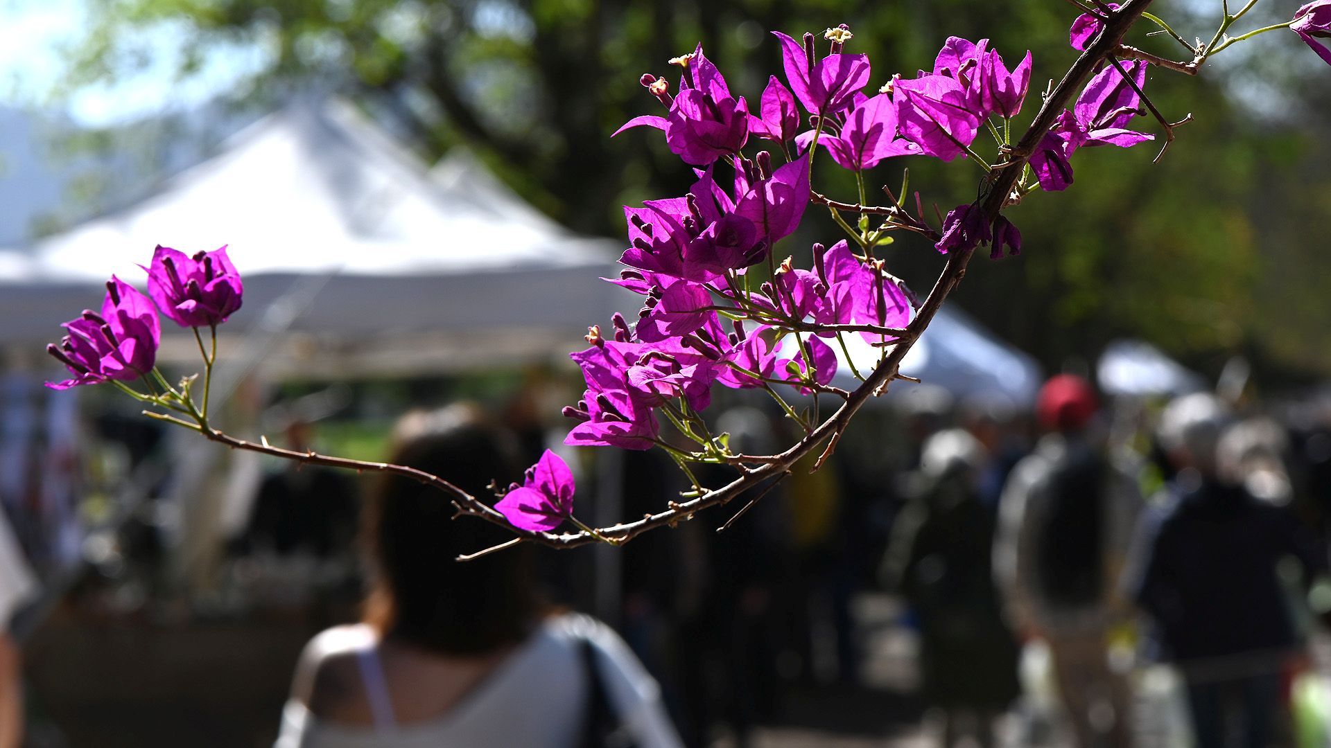 primo piano di fiori di bouganvillea e sullo sfondo persone alla mostra mercato verdemura