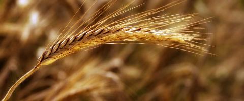 Farro Garfagnana Legumi Cereali Lucca Enogastronomia