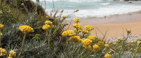 fioritura di elicriso in Versilia