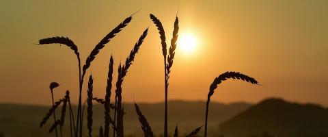 spelt ears at sunset