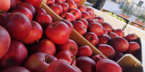 mele al mercato contadino di piazza san francesco a lucca
