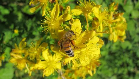 un'ape su un fiore di iperico