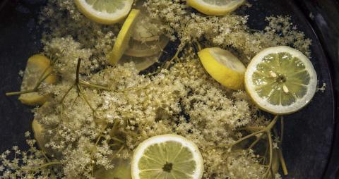 Elderberry flowers infusion