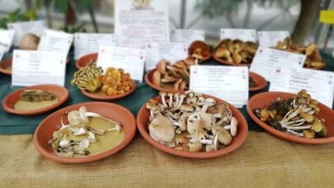 spontaneous mushrooms of lucchesia at the mycological exhibition