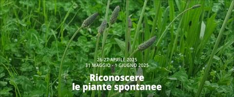 erbe spontanee commestibili in lucchesia