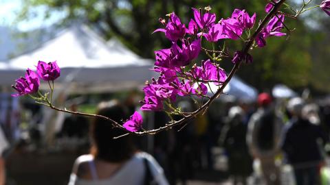 primo piano di fiori di bouganvillea e sullo sfondo persone alla mostra mercato verdemura
